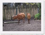 Dierentuin Burgers  Zoo 094 * 3648 x 2736 * (6.47MB)